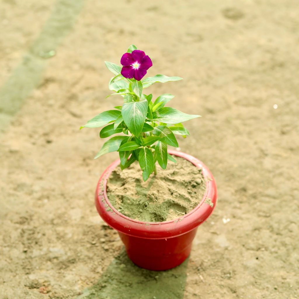 Buy Periwinkle / Sadabahar / Vinca (any colour) in 6 Inch Terracotta Red Classy Plastic Pot Online | Urvann.com Periwinkle / Sadabahar / Vinca (any colour) in 6 Inch Terracotta Red Classy Plastic Pot