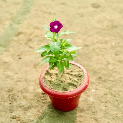 Buy Periwinkle / Sadabahar / Vinca (any colour) in 6 Inch Terracotta Red Classy Plastic Pot Online | Urvann.com