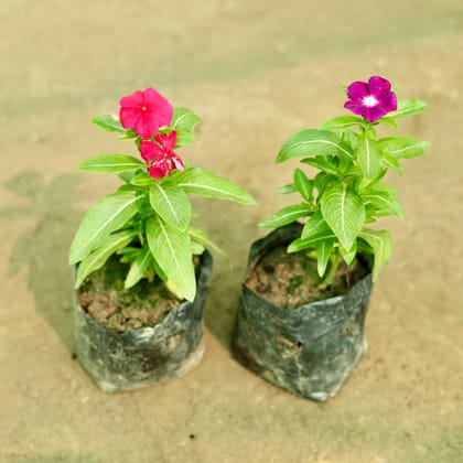 Buy Set of 2 - Periwinkle / Sadabahar / Vinca (any colour) in 5 Inch Nursery Bag Online | Urvann.com