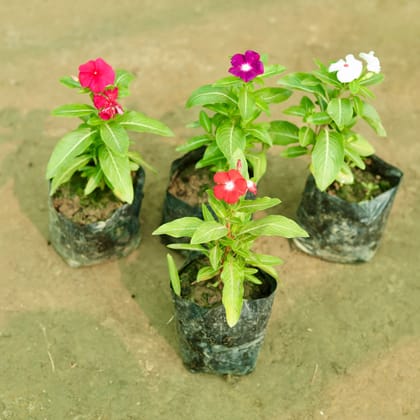 Buy Set of 4 - Periwinkle / Sadabahar / Vinca (any colour) in 5 Inch Nursery Bag Online | Urvann.com