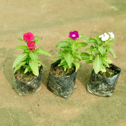Buy Set of 3 - Periwinkle / Sadabahar / Vinca (any colour) in 5 Inch Nursery Bag Online | Urvann.com