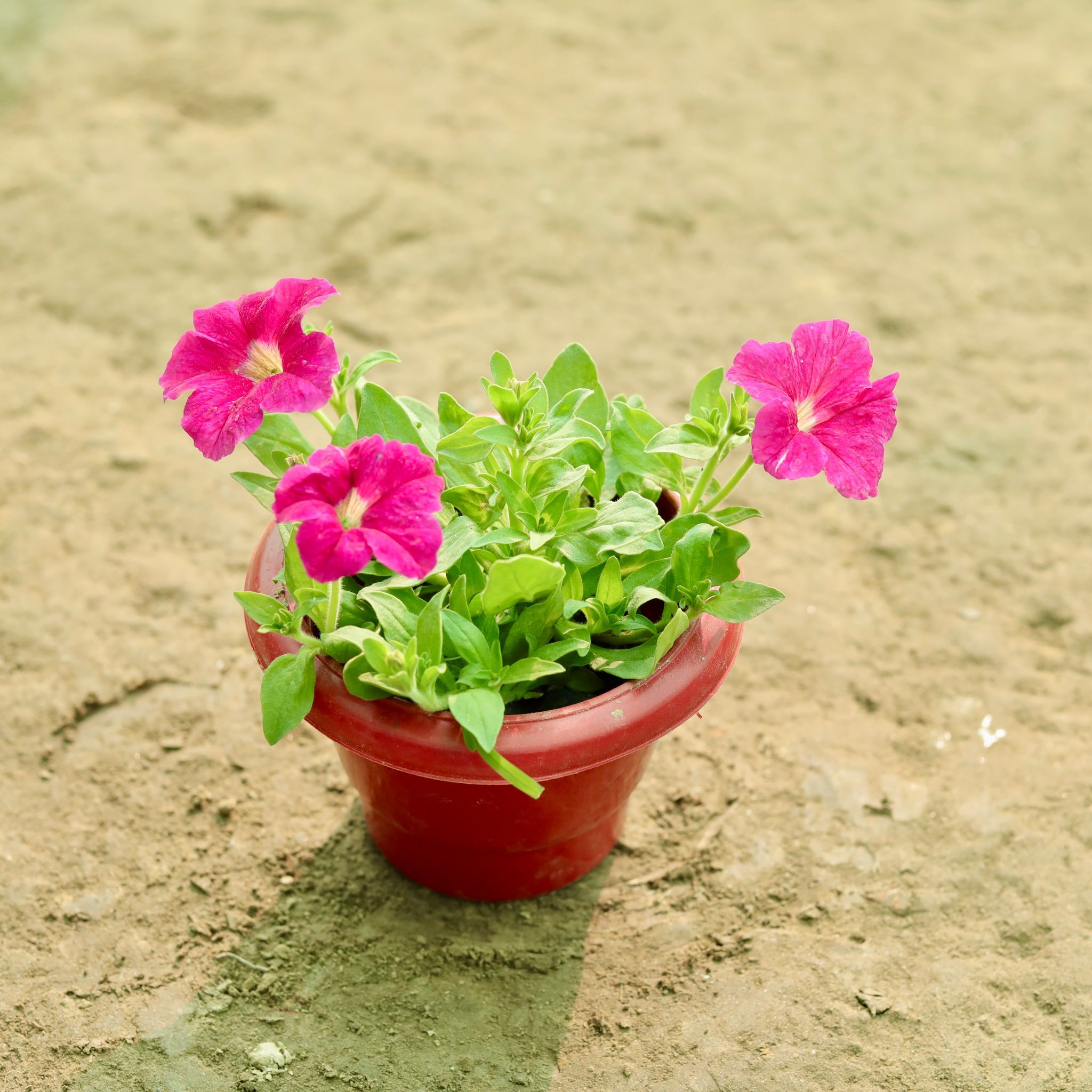 Petunia (Any Colour) in 6 Inch Terracotta Red Classy Plastic Pot