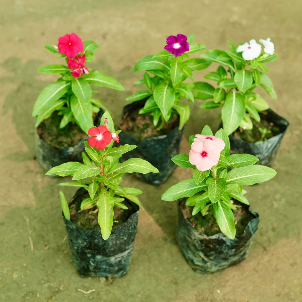 Set of 5 - Periwinkle / Sadabahar / Vinca (any colour) in 5 Inch Nursery Bag