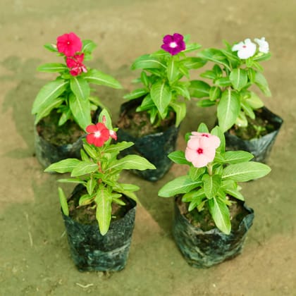 Buy Set of 5 - Periwinkle / Sadabahar / Vinca (any colour) in 5 Inch Nursery Bag Online | Urvann.com