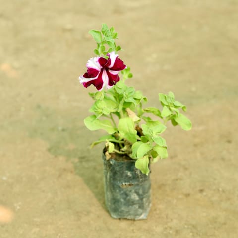 Petunia Star (Any Colour) in 5 Inch Nursery Bag