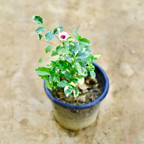 Tecoma Variegated Bel in 8 Inch Nursery Pot