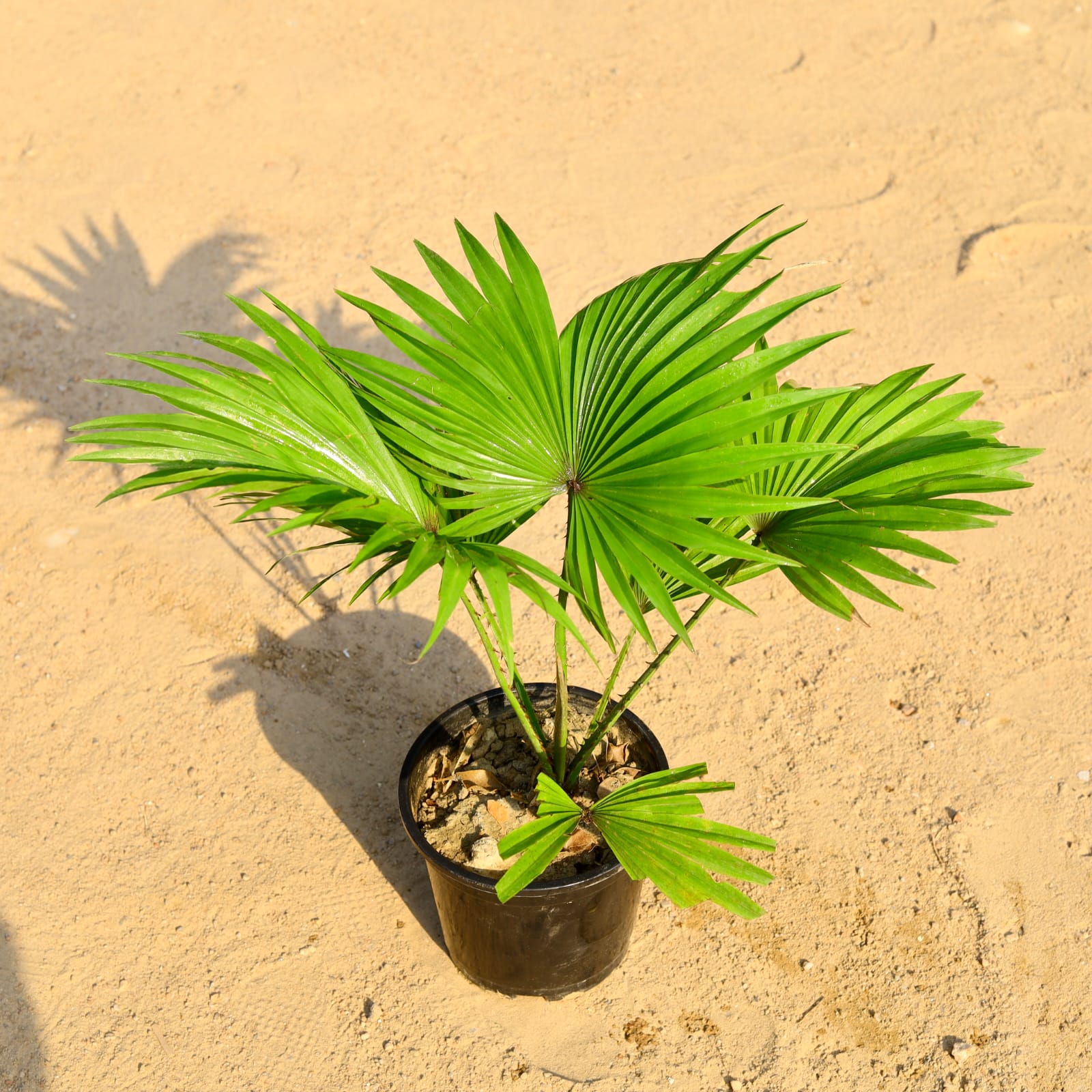 China Palm / Fan Palm in 6 Inch Nursery Pot