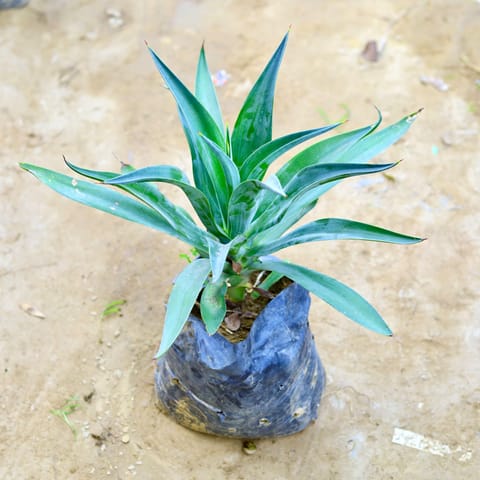 Agave / Kamal Cactus Green in 6 Inch Nursery Bag