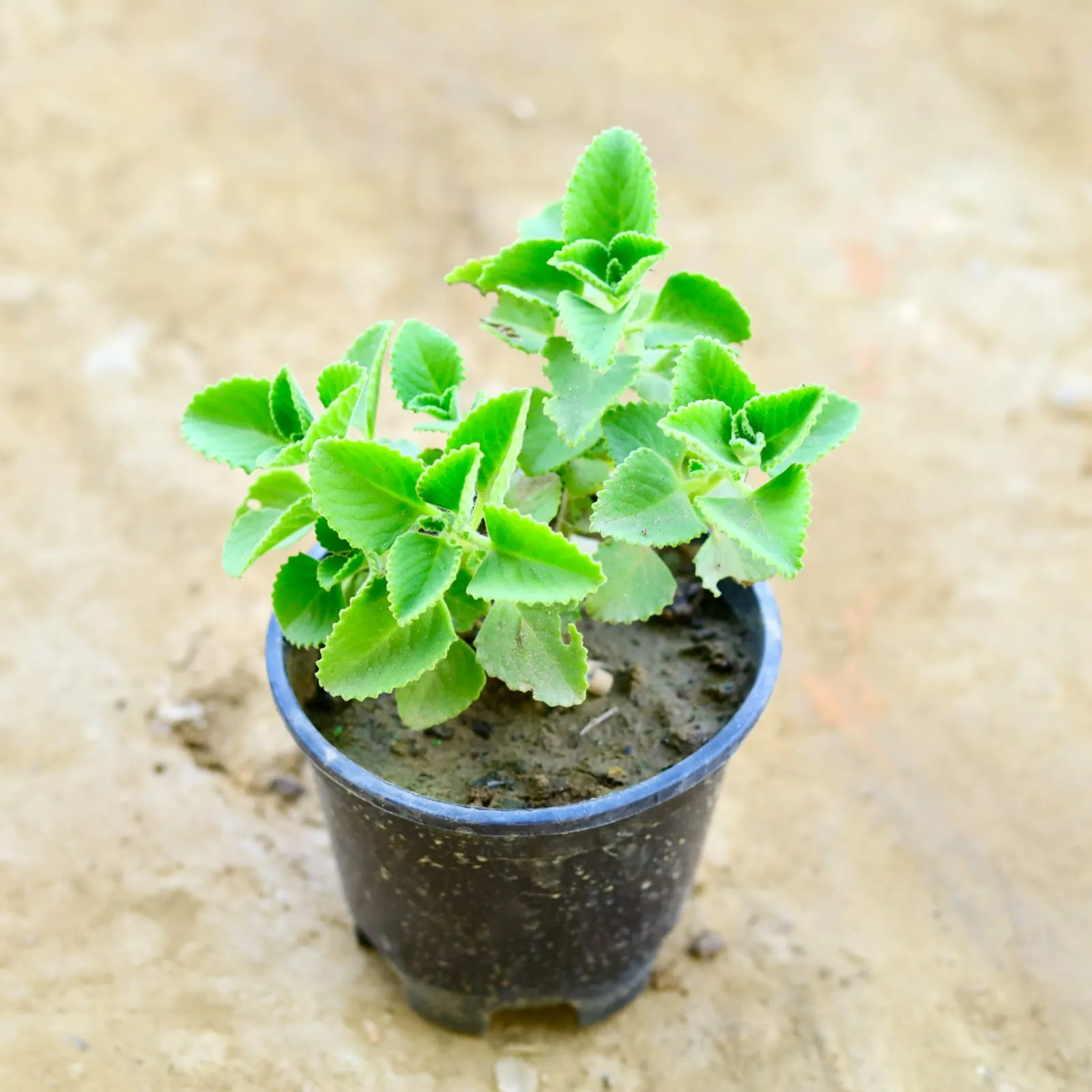 Ajwain Plant in 6 Inch Nursery Pot