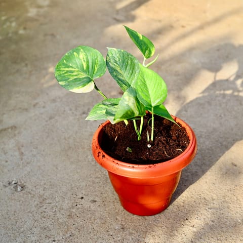 Money Plant Variegated in 8 Inch Terracotta Red Classy Plastic Pot
