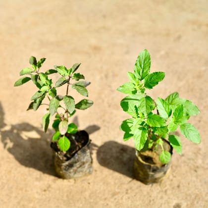 Buy Set of 2 - Tulsi (Rama & Shyama) in 4 Inch Nursery Bag Online | Urvann.com