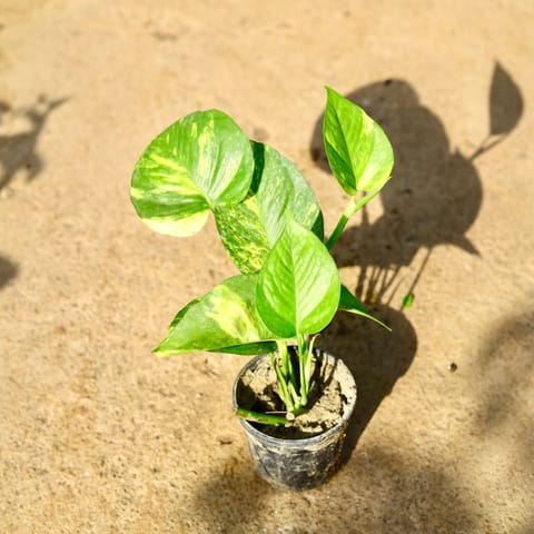 Money Plant Bushy in 4 Inch Nursery Pot