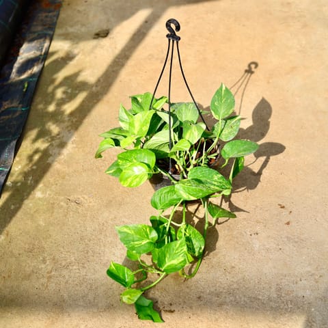 Money Plant Variegated in 8 Inch Black Hanging Basket