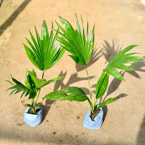 Set of 2 - China Palm in 4 Inch Nursery Bag