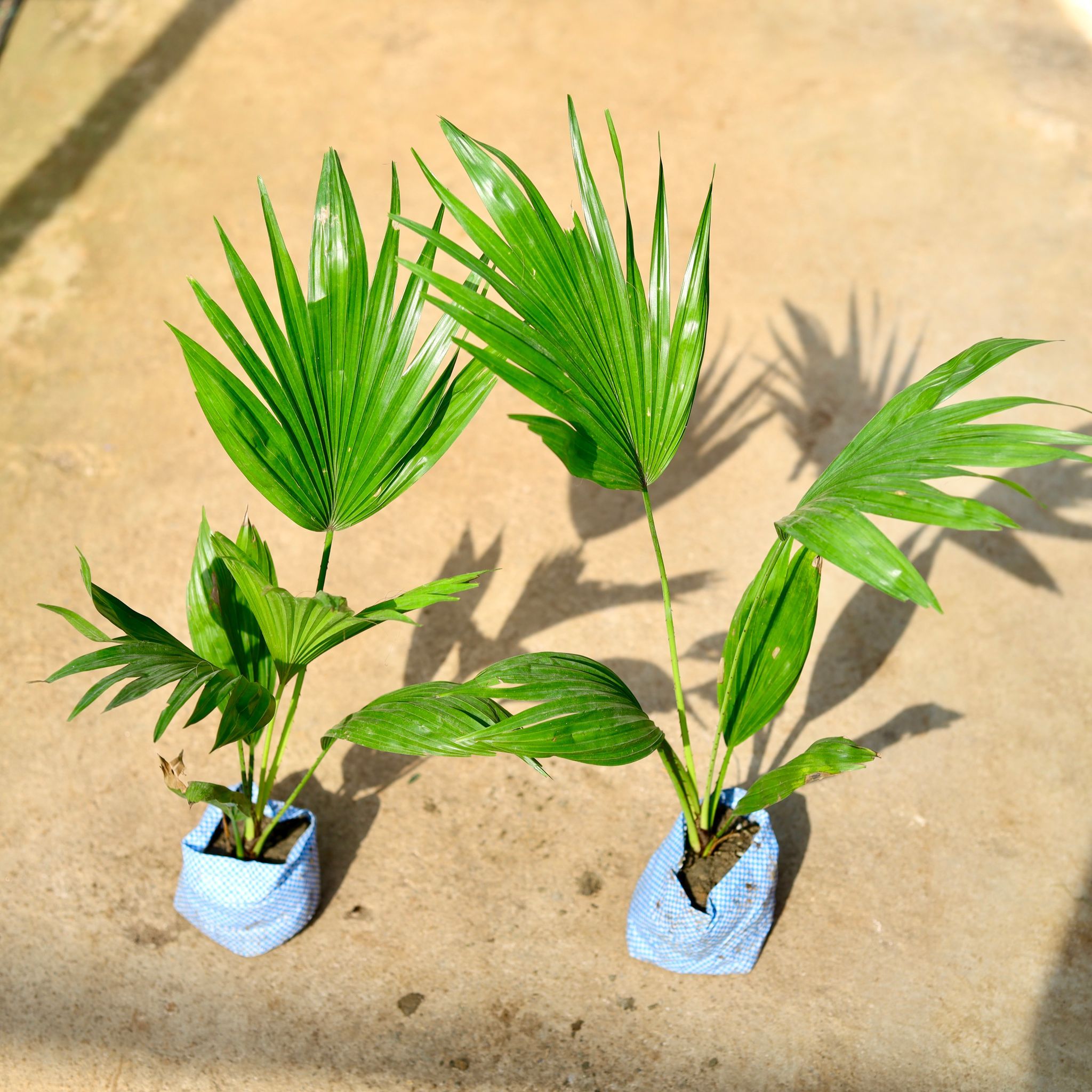 Set of 2 - China Palm in 4 Inch Nursery Bag