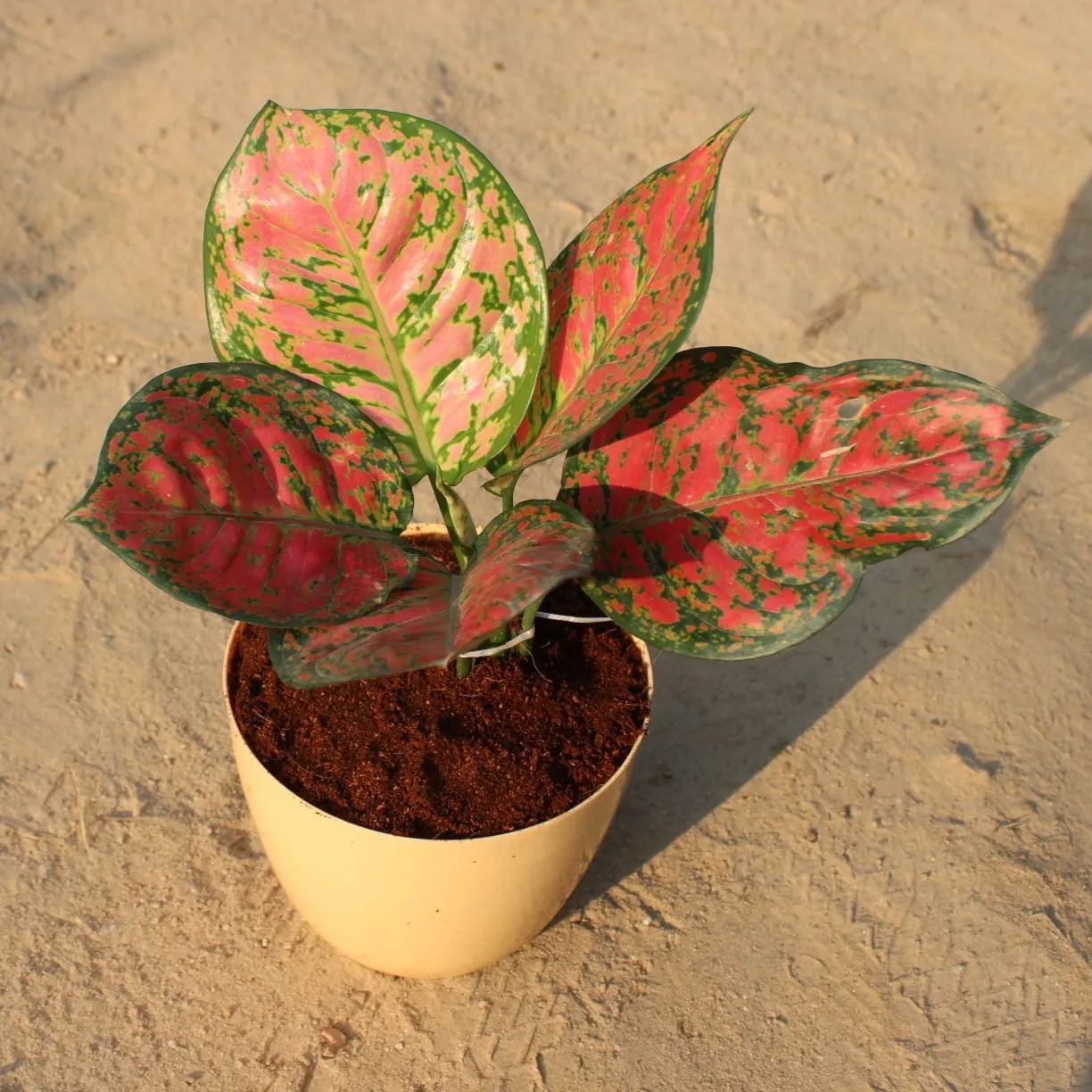 Aglaonema Red in 6 Inch Beige Marble Premium Orchid Round Plastic Pot