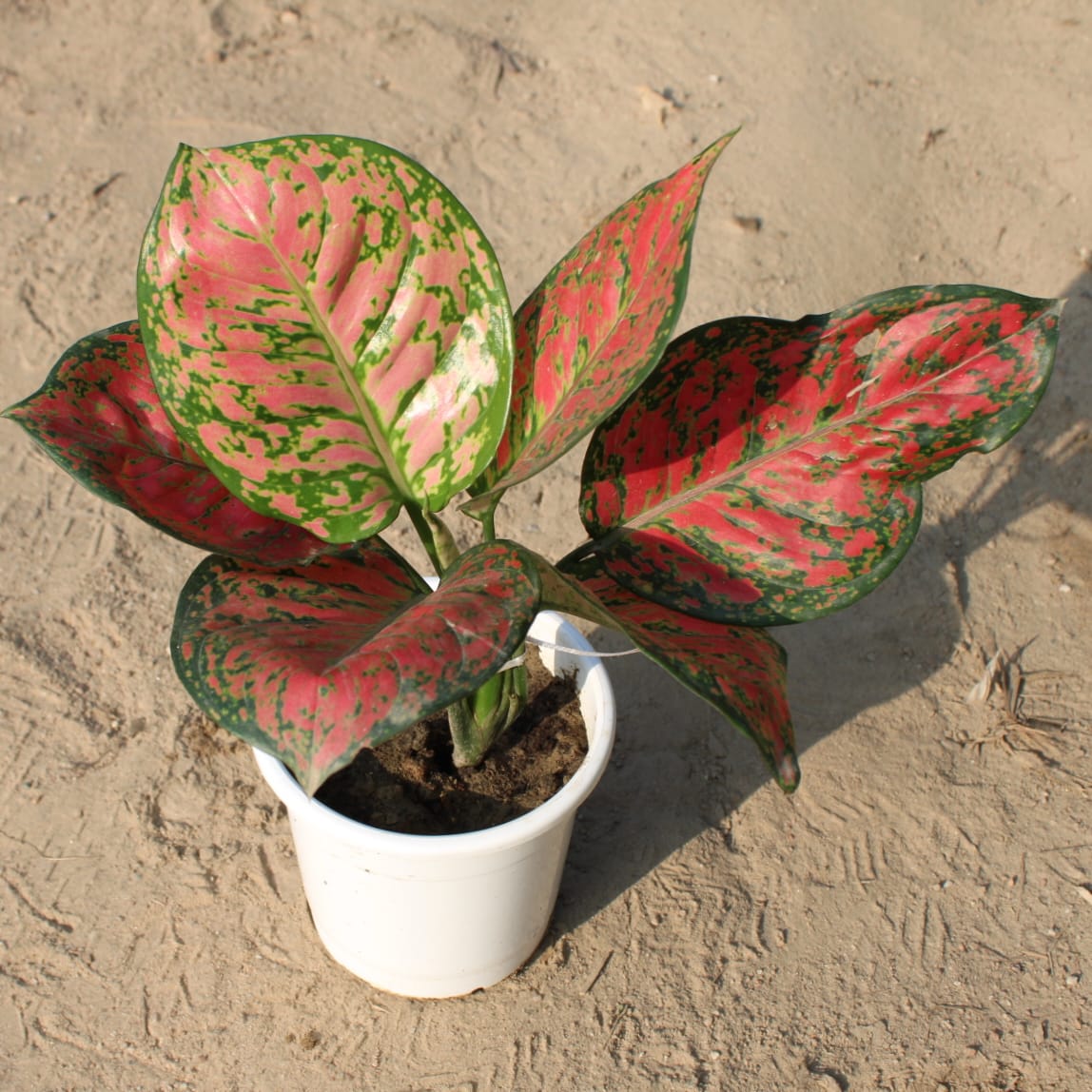 Aglaonema Red in 5 Inch White Nursery Pot