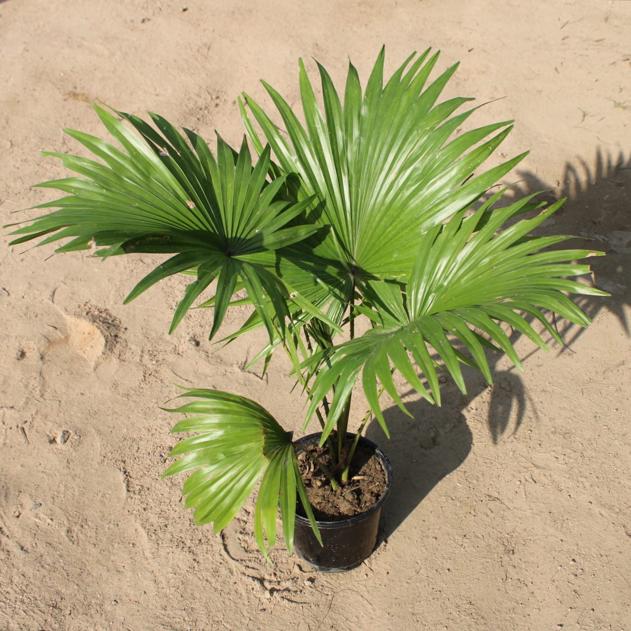 China Palm / Fan Palm (1-1.5 Ft) in 8 Inch Nursery Pot