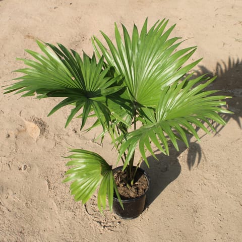 China Palm / Fan Palm (1-1.5 Ft) in 8 Inch Nursery Pot