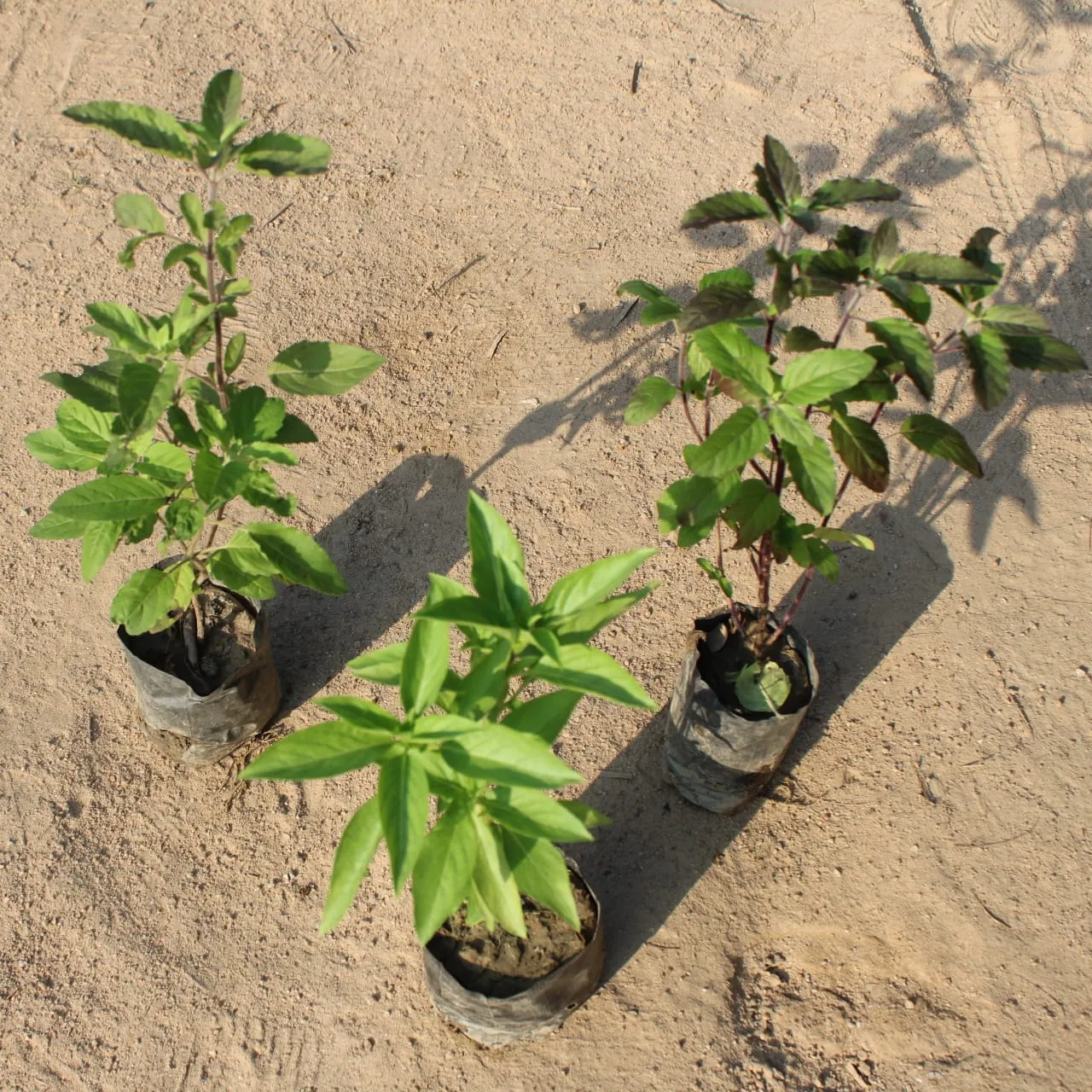 Set of 3 Rama, Syama Tulsi & Italian Basil in 4 Inch Nursery Bag