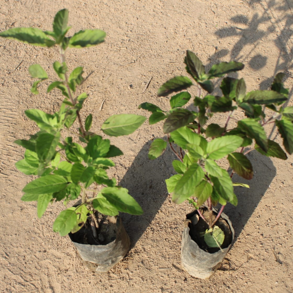 Set of 2 Rama & Shyama Tulsi in 4 Inch Nursery Bag