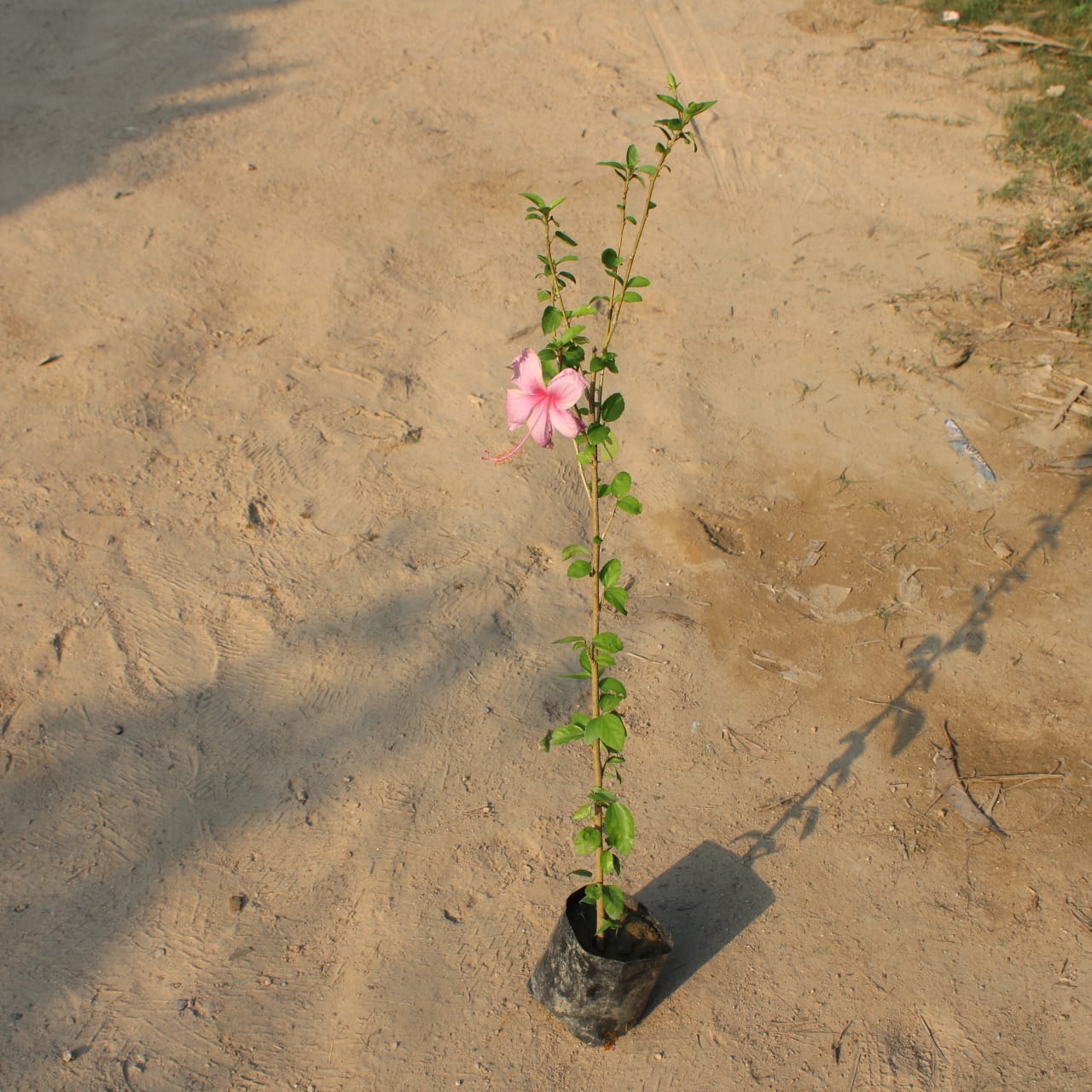 Desi Hibiscus / Gudhal Pink in 4 Inch Nursery Bag
