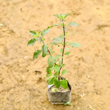 Buy Shyama Tulsi in 5 Inch Nursery Bag Online | Urvann.com