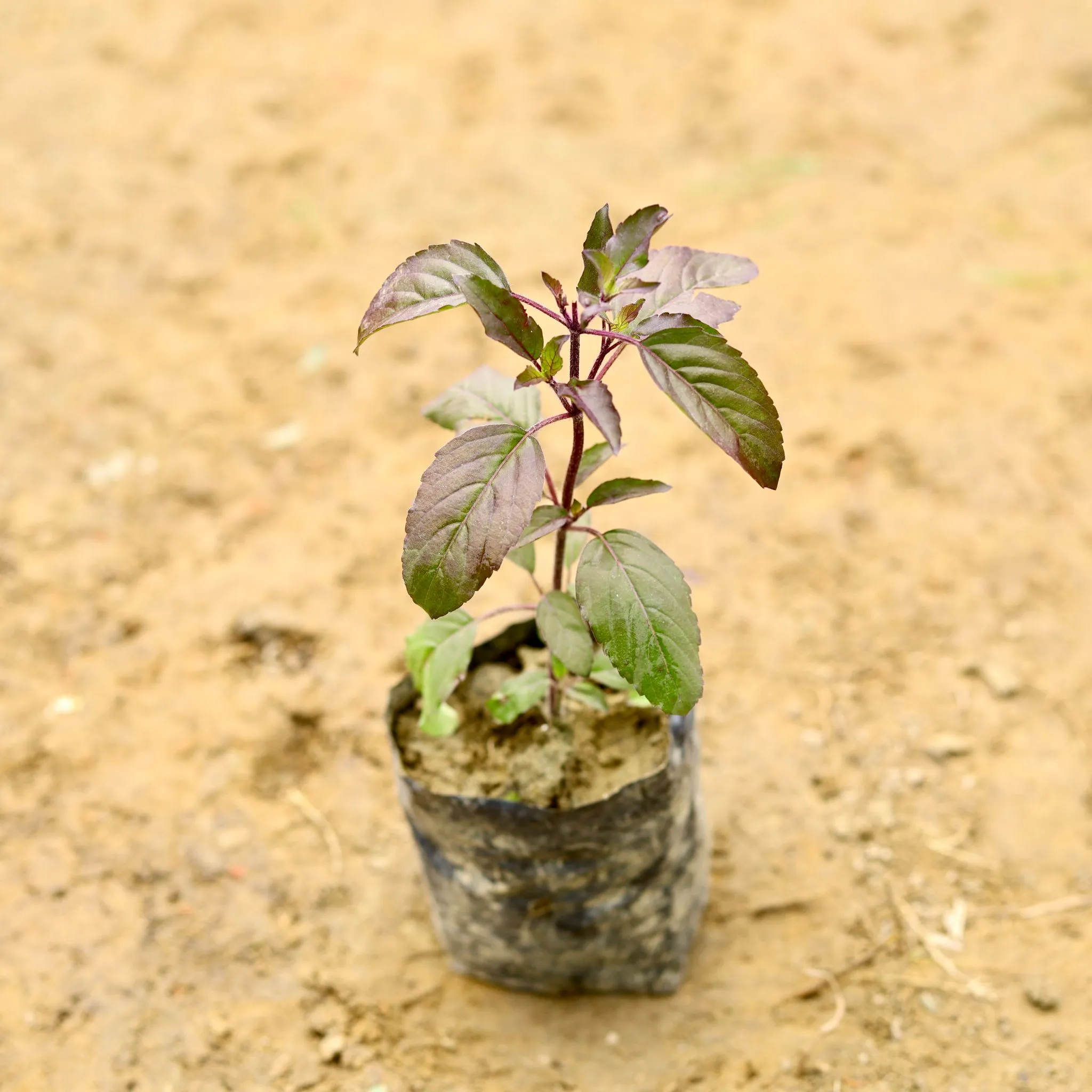Shyama Tulsi in 4Inch Nursery Bag