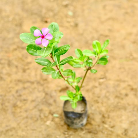 Periwinkle / Sadabahar / Vinca (Any Colour) (~ 1 Ft) in 5 Inch Live Fresh Plant Nursery Bag in Tilak Nagar