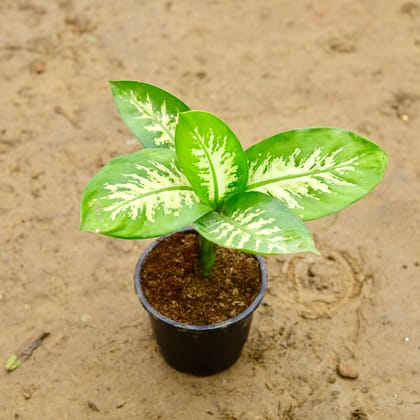 Buy Dieffenbachia Green in 6 Inch Nursery Pot Online | Urvann.com