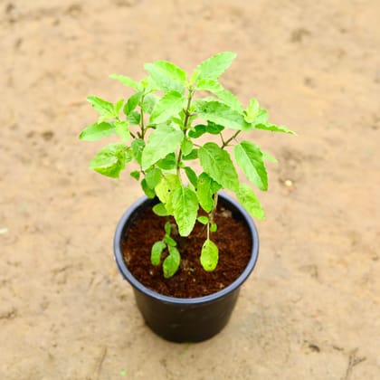 Buy Rama Tulsi in 6 Inch Nursery Pot Online | Urvann.com