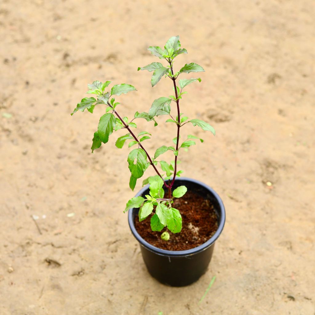 Shyama Tulsi in 6 Inch Nursery Pot