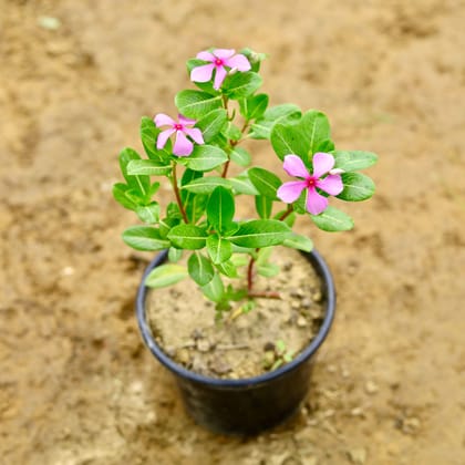 Buy Periwinkle / Sadabahar / Vinca (Any Colour) in 6 Inch Nursery Pot Online | Urvann.com