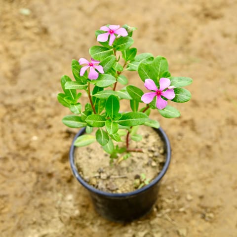 Periwinkle / Sadabahar / Vinca (Any Colour) in 6 Inch Nursery Pot