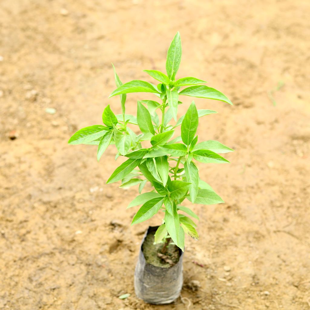 Buy Basil (~ 1 Ft) in 5 Inch Nursery Bag Online | Urvann.com Basil (~ 1 Ft) in 5 Inch Nursery Bag