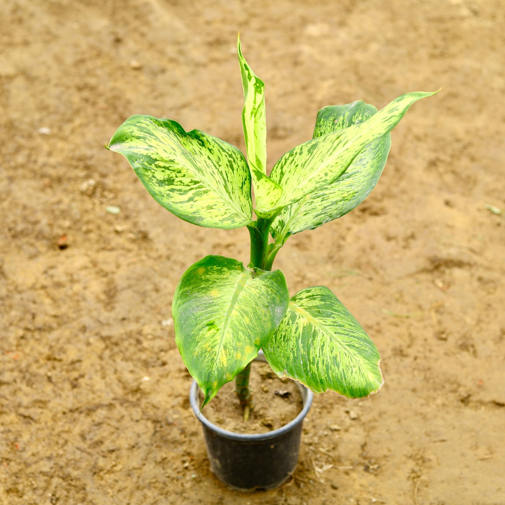 Dieffenbachia Green in 6 Inch Nursery Pot