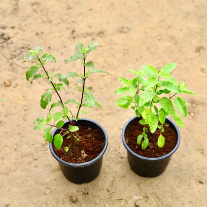Buy Set of 2 - Tulsi (Rama & Shyama) in 6 Inch Nursery Pot Online | Urvann.com