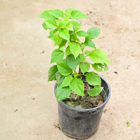 Bougainvillea (any colour) in 6 Inch Nursery Pot