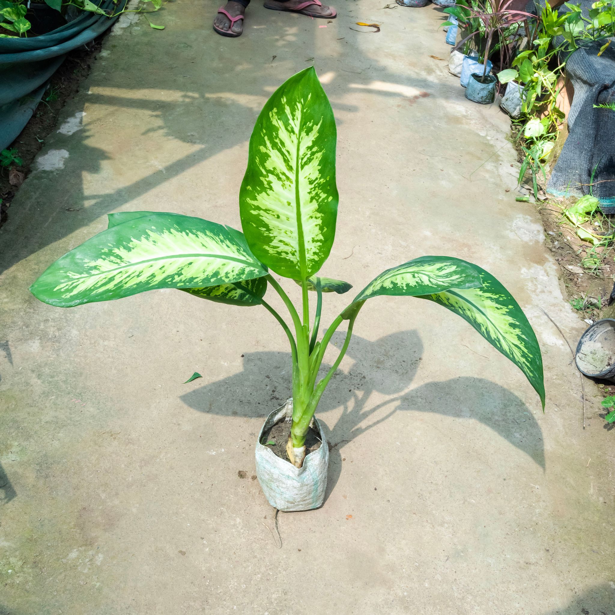 Dieffenbachia (~ 1.5 Ft) in 7 Inch Nursery Bag