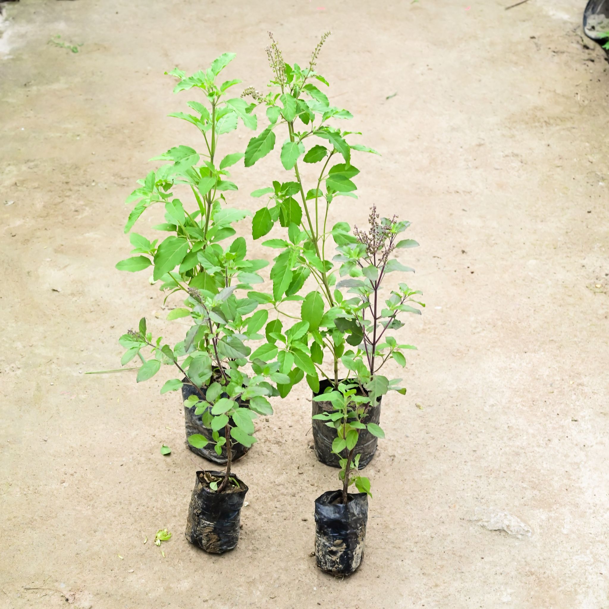 Set Of 4 - Rama & Shyama Tulsi in 4 Inch Nursery Bag