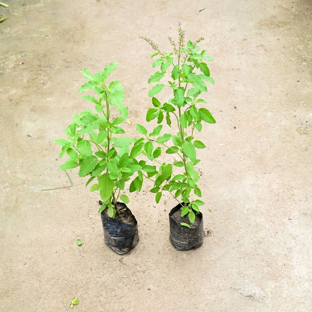 Buy Set Of 2 - Rama Tulsi in 4 Inch Nursery Bag Online | Urvann.com Set Of 2 - Rama Tulsi in 4 Inch Nursery Bag