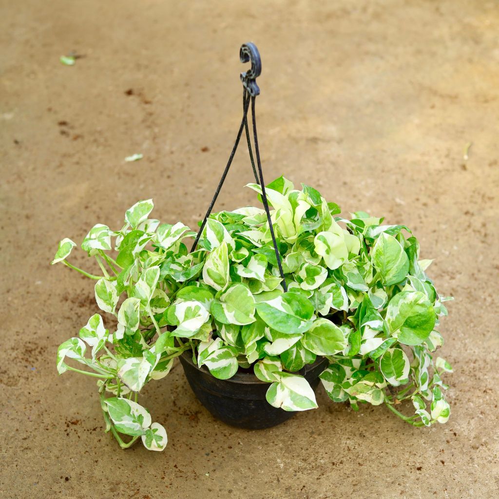 Buy Money Plant Njoy in 8 Inch Hanging Basket Online | Urvann.com Money Plant Njoy in 8 Inch Hanging Basket