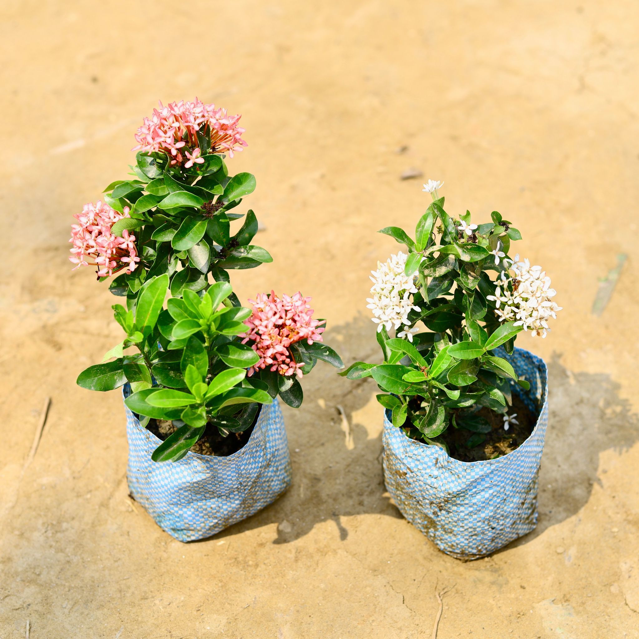 Set Of 2 - Ixora (Pink & White) in 4 Inch Nursery Bag