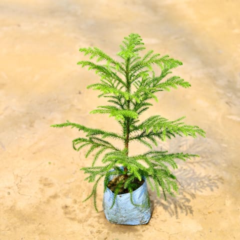 Araucaria / Christmas Tree in 5 Inch Nursery Bag