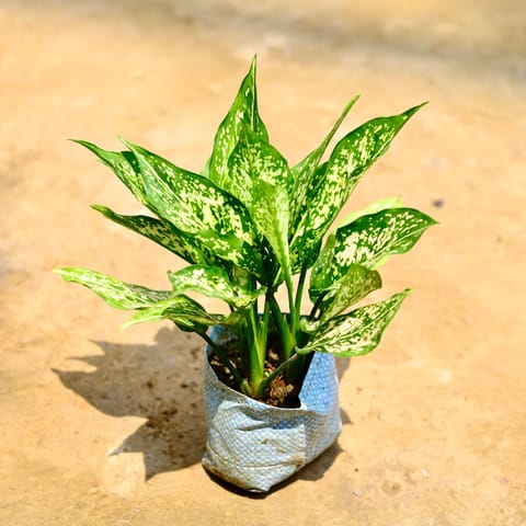 Aglaonema Snow White in 4 Inch Nursery Bag