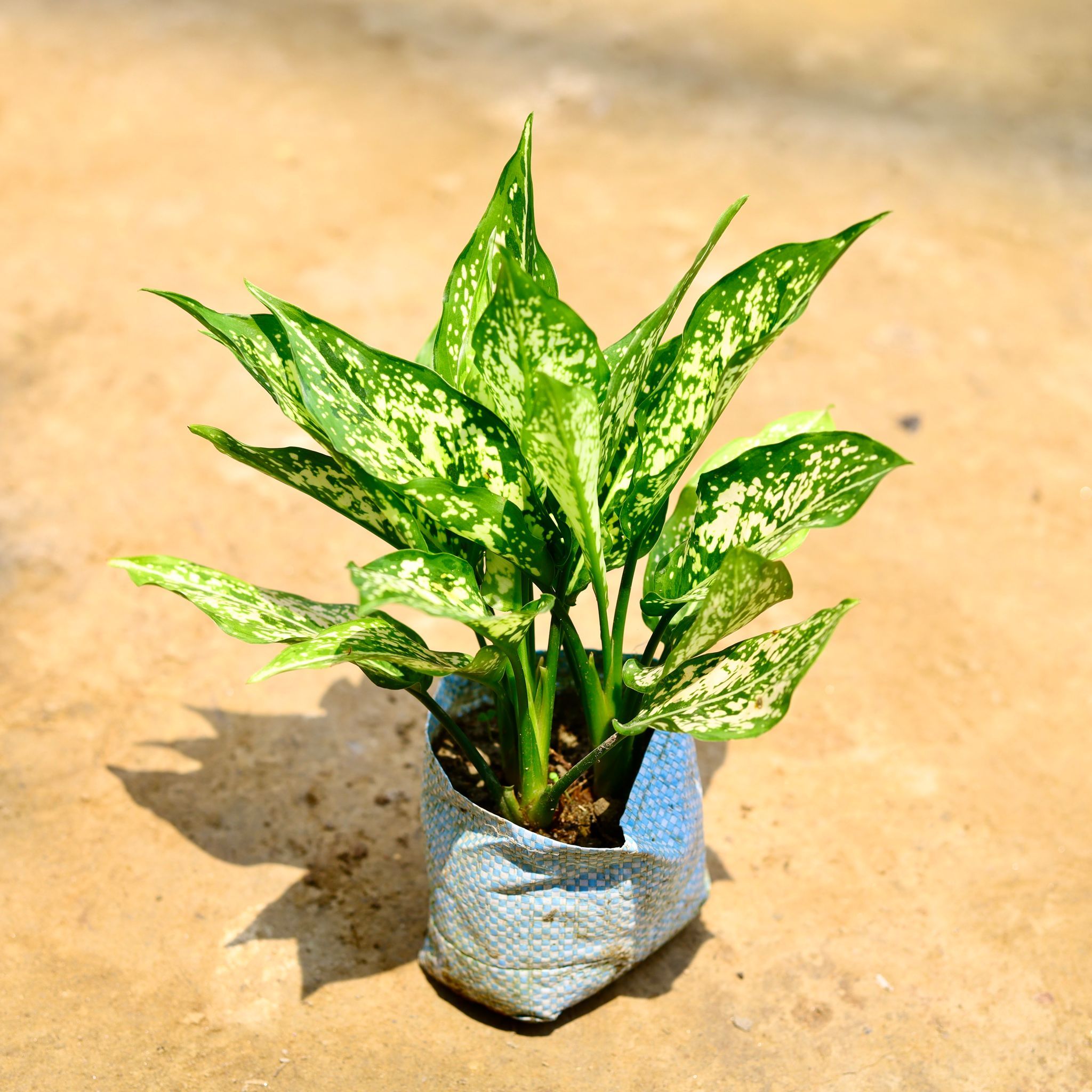 Aglaonema Snow White in 4 Inch Nursery Bag