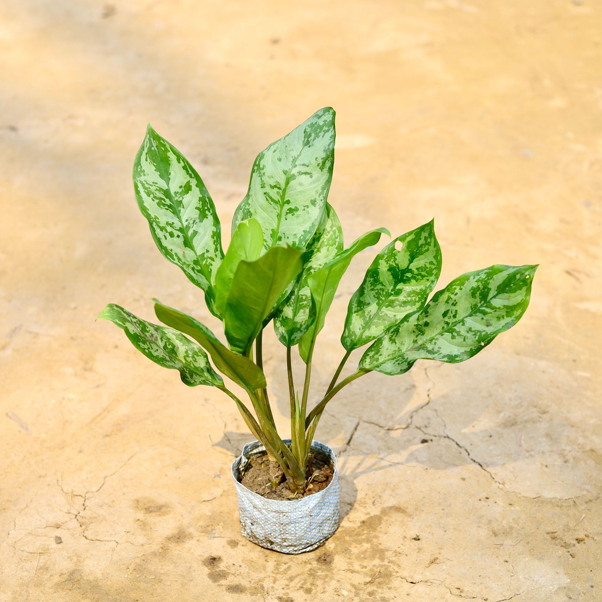Aglaonema Chinese Evergreen in 4 Inch Nursery Bag