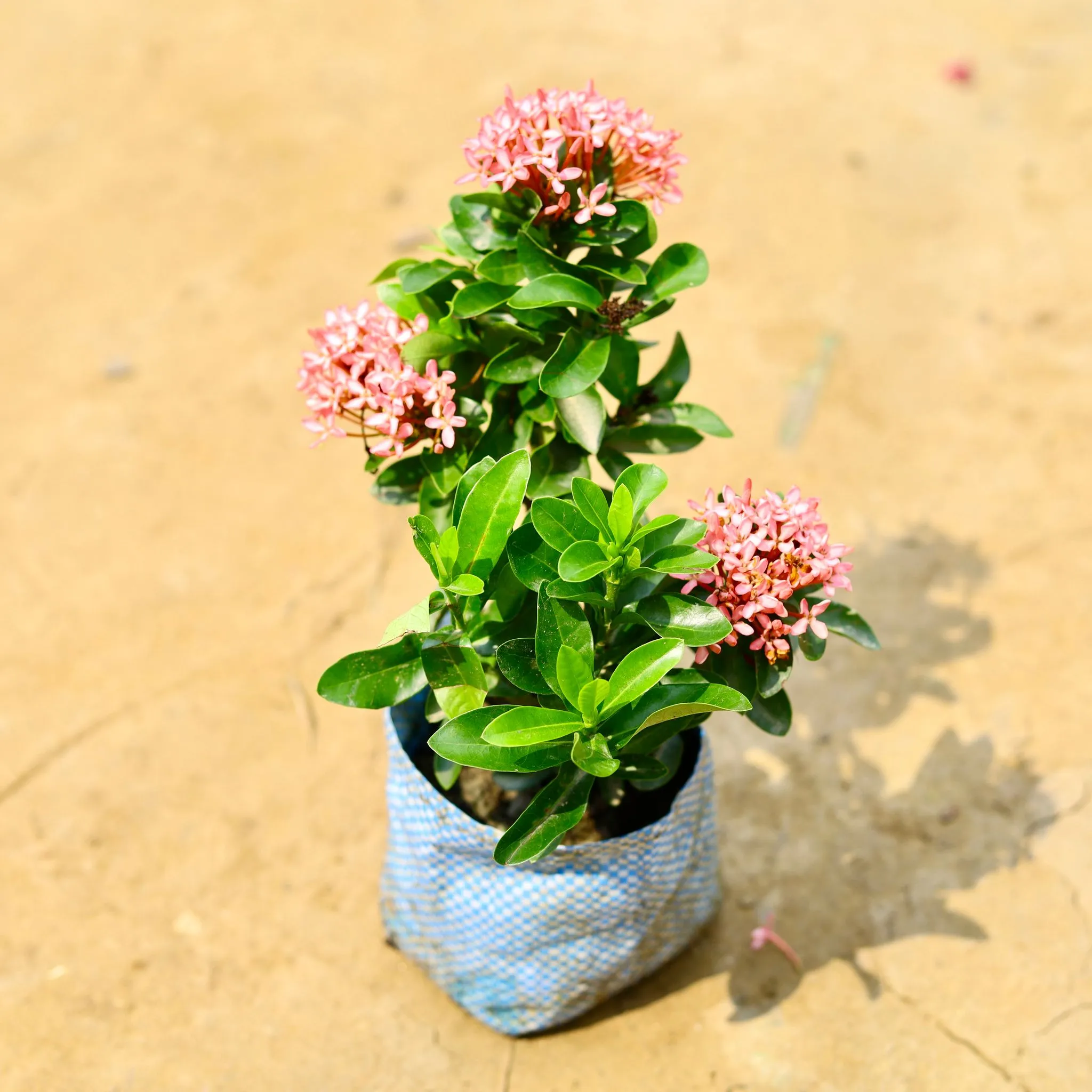 Ixora Dwarf (any colour ) in 4 Inch Nursery Bag