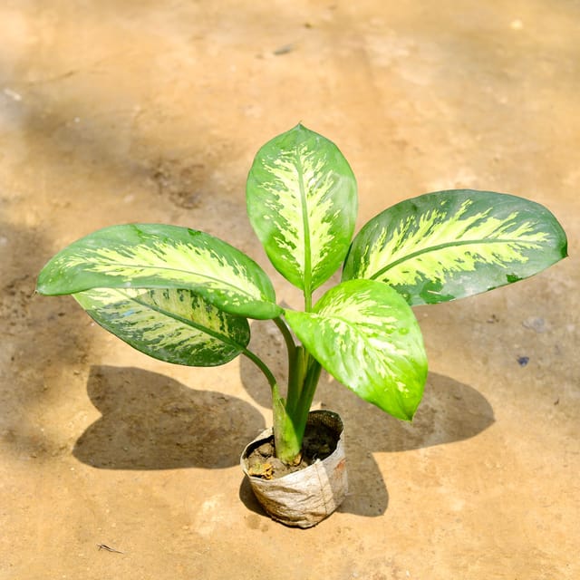 Dieffenbachia Seguine in 4 Inch Nursery Bag