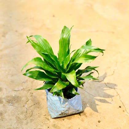 Buy Dracaena Compacta in 4 Inch Nursery Bag Online | Urvann.com